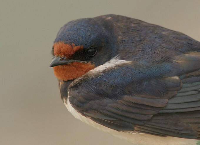 Fotografia ptaków dla początkujących - Najtańszy sprzęt do fotografii ptaków czyli, klasa 70–300 mm Fotografia ptaków dla początkujących - Najtańszy sprzęt do fotografii ptaków czyli, klasa 70–300 mm