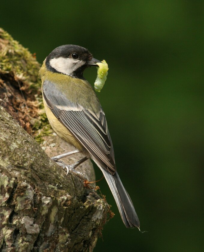 Fotografia ptaków dla początkujących - Najtańszy sprzęt do fotografii ptaków czyli, klasa 70–300 mm Fotografia ptaków dla początkujących - Najtańszy sprzęt do fotografii ptaków czyli, klasa 70–300 mm