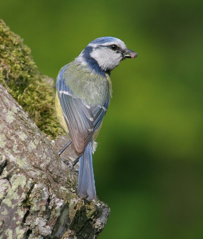 Fotografia ptaków dla początkujących - Najtańszy sprzęt do fotografii ptaków czyli, klasa 70–300 mm Fotografia ptaków dla początkujących - Najtańszy sprzęt do fotografii ptaków czyli, klasa 70–300 mm