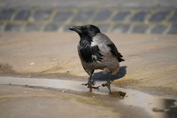 Sigma S 500 mm f/5.6 DG DN OS - zdjcia przykadowe
