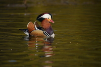 Sigma S 500 mm f/5.6 DG DN OS - zdjcia przykadowe