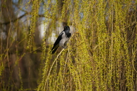 Sigma S 500 mm f/5.6 DG DN OS - zdjcia przykadowe