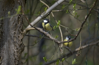 Nikkor Z 400 mm f/4.5 VR S - zdjcia przykadowe