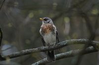 Sigma S 500 mm f/5.6 DG DN OS - zdjcia przykadowe