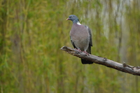 Sigma S 500 mm f/5.6 DG DN OS - zdjcia przykadowe