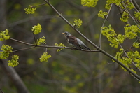 Sigma S 500 mm f/5.6 DG DN OS - zdjcia przykadowe