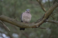 Nikkor Z 600 mm f/6.3 VR S - zdjcia przykadowe