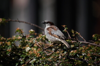 Sony FE 200-600 mm f/5.6-6.3 G OSS - zdjcia przykadowe