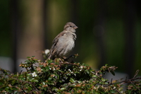 Sony FE 200-600 mm f/5.6-6.3 G OSS - zdjcia przykadowe