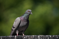 Sony FE 200-600 mm f/5.6-6.3 G OSS - zdjcia przykadowe