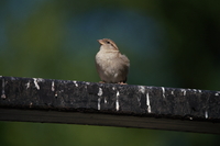 Sony FE 200-600 mm f/5.6-6.3 G OSS - zdjcia przykadowe