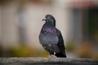 Sony FE 200-600 mm f/5.6-6.3 G OSS - zdjcia przykadowe