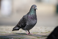 Sony FE 200-600 mm f/5.6-6.3 G OSS - zdjcia przykadowe