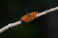 Sony FE 200-600 mm f/5.6-6.3 G OSS - zdjcia przykadowe