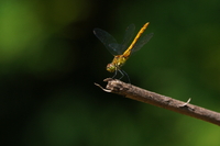 Sony FE 200-600 mm f/5.6-6.3 G OSS - zdjcia przykadowe