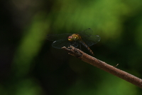 Sony FE 200-600 mm f/5.6-6.3 G OSS - zdjcia przykadowe