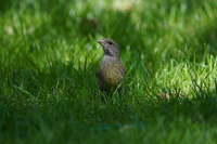 Sony FE 200-600 mm f/5.6-6.3 G OSS - zdjcia przykadowe