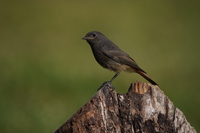 Sony FE 200-600 mm f/5.6-6.3 G OSS - zdjcia przykadowe