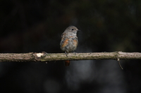 Sony FE 200-600 mm f/5.6-6.3 G OSS - zdjcia przykadowe