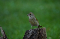 Sony FE 200-600 mm f/5.6-6.3 G OSS - zdjcia przykadowe