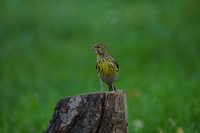 Sony FE 200-600 mm f/5.6-6.3 G OSS - zdjcia przykadowe