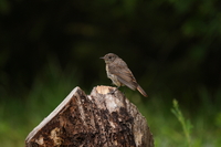 Sony FE 200-600 mm f/5.6-6.3 G OSS - zdjcia przykadowe