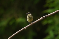 Sony FE 200-600 mm f/5.6-6.3 G OSS - zdjcia przykadowe