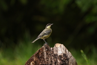 Sony FE 200-600 mm f/5.6-6.3 G OSS - zdjcia przykadowe