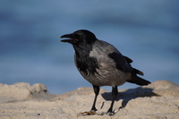 Sony FE 200-600 mm f/5.6-6.3 G OSS - zdjcia przykadowe