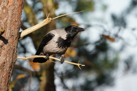 Sony FE 200-600 mm f/5.6-6.3 G OSS - zdjcia przykadowe