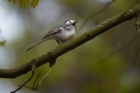Sony FE 200-600 mm f/5.6-6.3 G OSS - zdjcia przykadowe