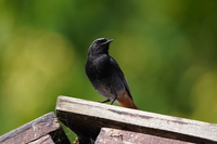 Sony FE 200-600 mm f/5.6-6.3 G OSS - zdjcia przykadowe