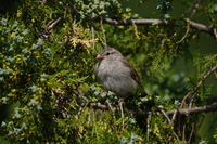 Sony FE 200-600 mm f/5.6-6.3 G OSS - zdjcia przykadowe
