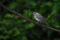 Sony FE 200-600 mm f/5.6-6.3 G OSS - zdjcia przykadowe