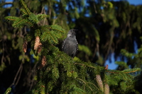 Sony FE 200-600 mm f/5.6-6.3 G OSS - zdjcia przykadowe