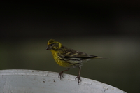Sony FE 200-600 mm f/5.6-6.3 G OSS - zdjcia przykadowe