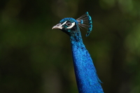 Sony FE 200-600 mm f/5.6-6.3 G OSS - zdjcia przykadowe