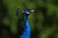 Sony FE 200-600 mm f/5.6-6.3 G OSS - zdjcia przykadowe