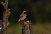 Sony FE 200-600 mm f/5.6-6.3 G OSS - zdjcia przykadowe