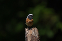 Sony FE 200-600 mm f/5.6-6.3 G OSS - zdjcia przykadowe