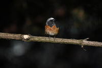 Sony FE 200-600 mm f/5.6-6.3 G OSS - zdjcia przykadowe