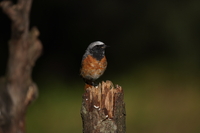 Sony FE 200-600 mm f/5.6-6.3 G OSS - zdjcia przykadowe