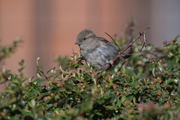 Nikkor Z 180-600 mm f/5.6-6.3 VR - zdjcia przykadowe