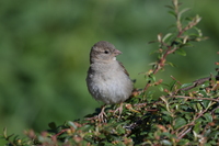 Nikkor Z 180-600 mm f/5.6-6.3 VR - zdjcia przykadowe