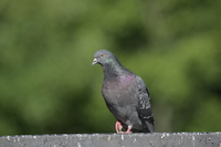 Nikkor Z 180-600 mm f/5.6-6.3 VR - zdjcia przykadowe