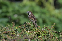 Nikkor Z 180-600 mm f/5.6-6.3 VR - zdjcia przykadowe