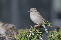 Nikkor Z 180-600 mm f/5.6-6.3 VR - zdjcia przykadowe