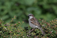 Nikkor Z 180-600 mm f/5.6-6.3 VR - zdjcia przykadowe