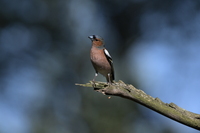 Nikkor Z 180-600 mm f/5.6-6.3 VR - zdjcia przykadowe