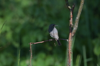 Nikkor Z 180-600 mm f/5.6-6.3 VR - zdjcia przykadowe